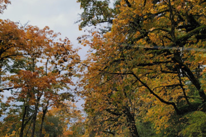 a large tree in a forest