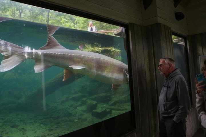 Large fish swims in aquarium as two people observe through glass.