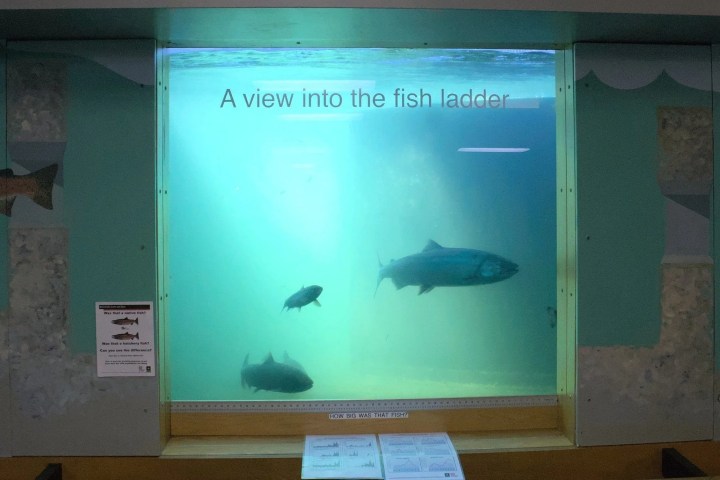 Underwater view of a fish ladder with several fish swimming and text on the glass.