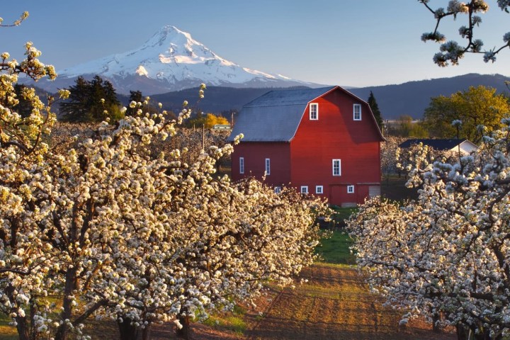 Red barn amidst flowering trees with snow-capped mountain in the background.
