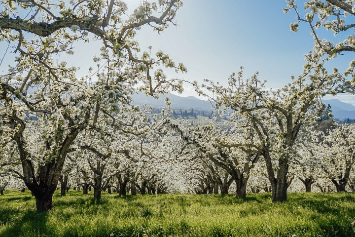 Blossoming orchard with rows of flowering trees and a mountain backdrop under a clear blue sky.