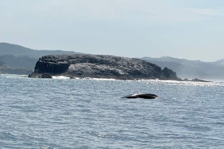Whale surfacing in ocean near rocky island under clear sky.