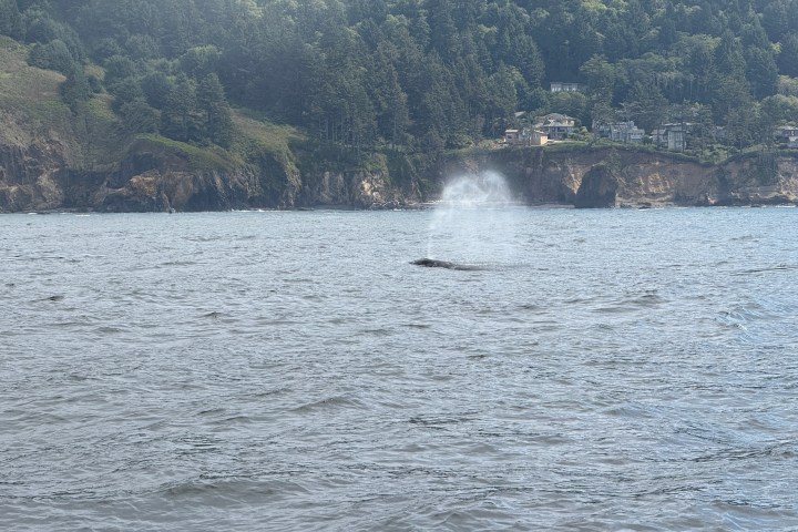 Whale spouting water in ocean near forested coast.