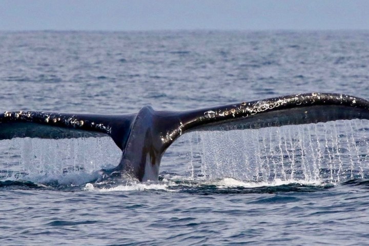 Whale tail emerging from the ocean, water cascading off its flukes.