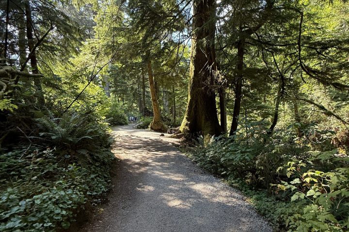 Sunlit forest path with surrounding green trees and foliage.