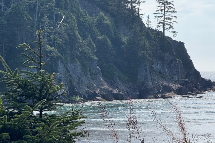 Coastal cliff with trees, waves, and fir branches in foreground.