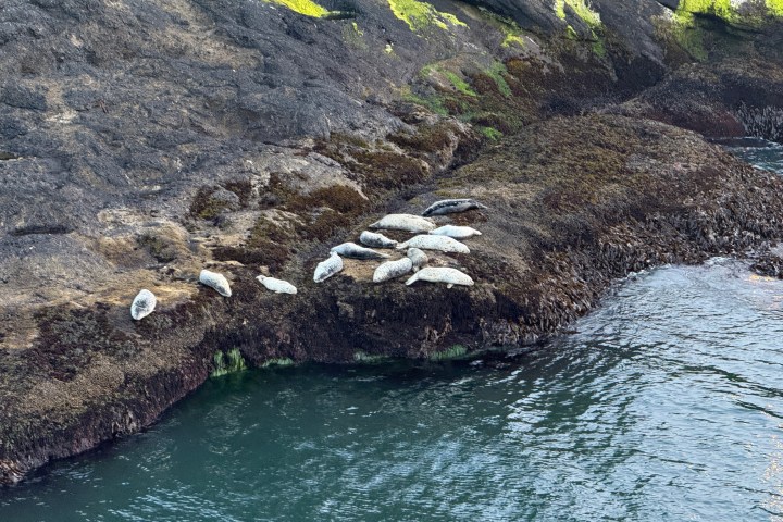Seals resting on a rocky shore covered in moss near the water.