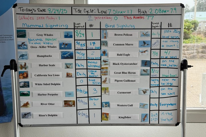 Whiteboard with list of mammal and bird sightings, dates, and counts, featuring small images for each animal.