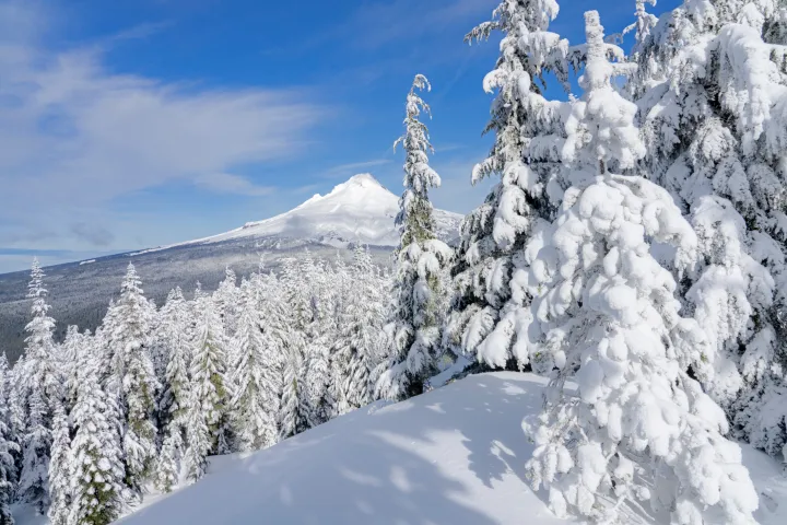 Snow-covered trees in a forest with a snowy mt hood in the background under a clear blue sky.