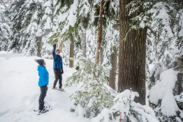 Two people in winter clothing stand in a snowy mt hood forest, one pointing at a tree.