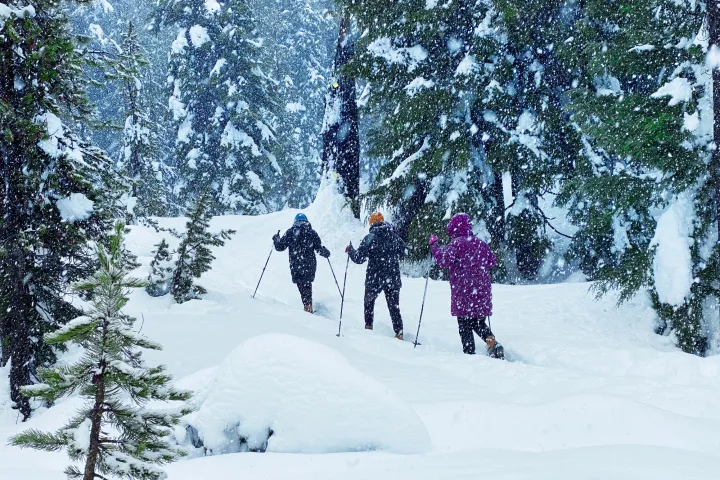 Three people snowshoeing mt hood in a snowy forest during snowfall.
