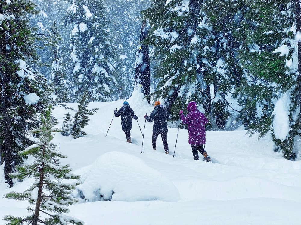 Three people snowshoeing mt hood in a snowy forest during snowfall.
