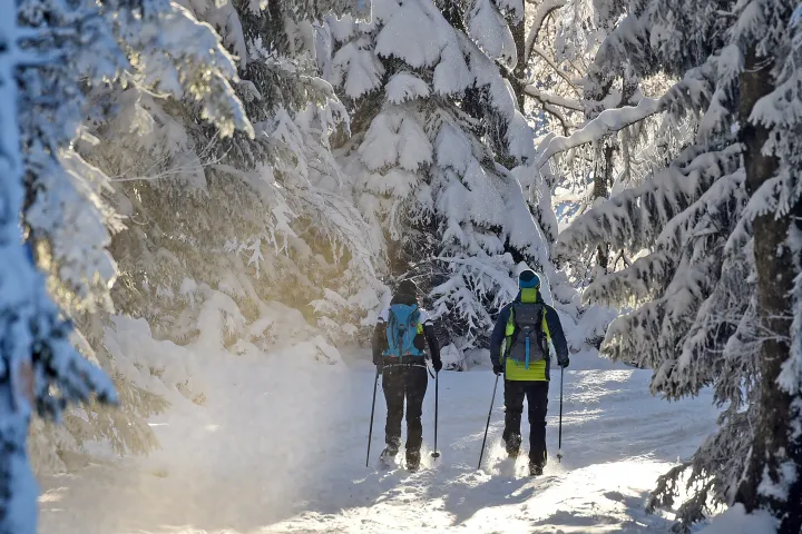 Two people hiking mt hood through a snowy forest with backpacks and ski poles.