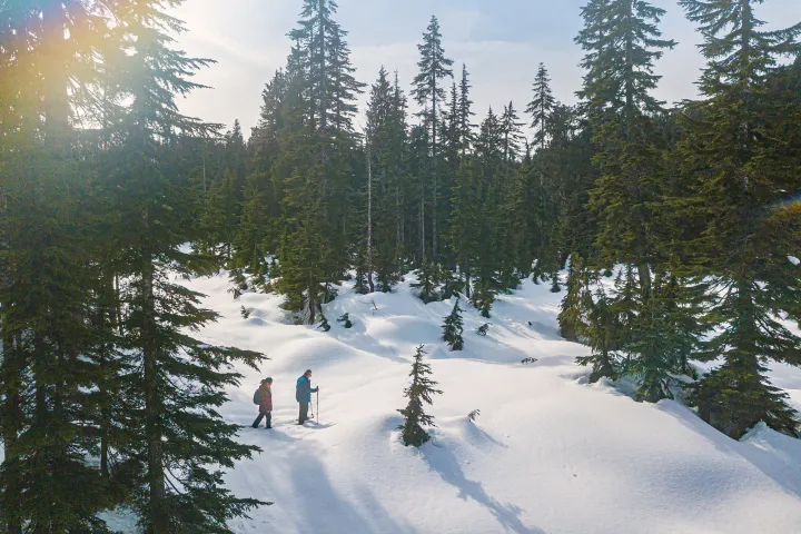 Two people snowshoeing mt hood through a snowy forest with evergreen trees in sunlight.